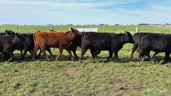 Lote 40 Terneras
