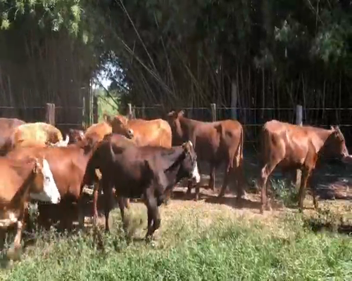 Lote 145 Terneros en Santo Tomé, Corrientes