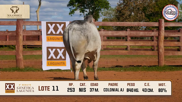 Lote Lote 11
