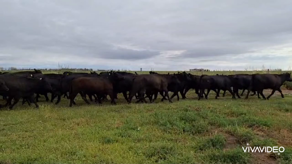 Lote 70 Vaquillonas C/ gtia de preñez en Lavalle, Mendoza