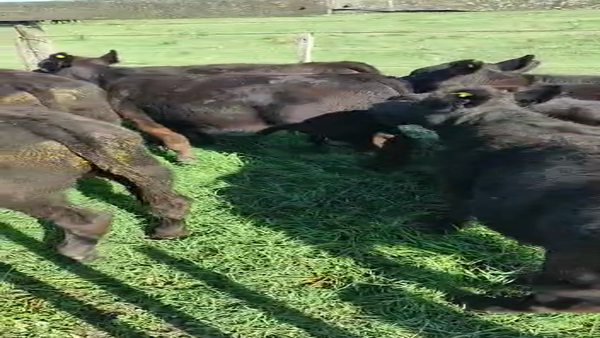 Lote 12 Terneros/as en Bolívar, Buenos Aires