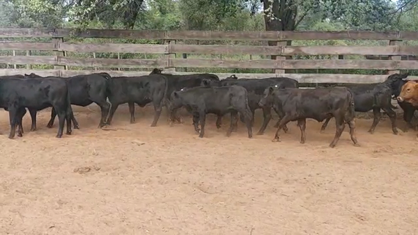 Lote 115 Terneros/as en Pampa de Los Guanacos, Santiago del Estero