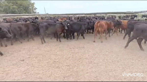 Lote 130 Terneros