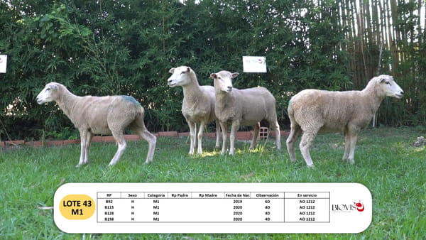 Lote Lote 43 - M1