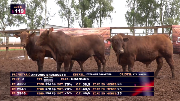 Lote ANTONIO BRUSQUETTI - LOTE 119 - EN VIVO