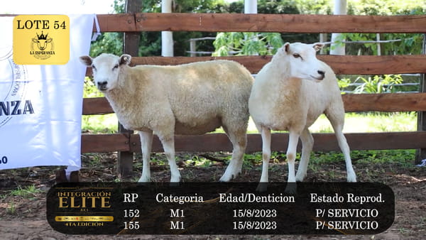Lote LOTE 54