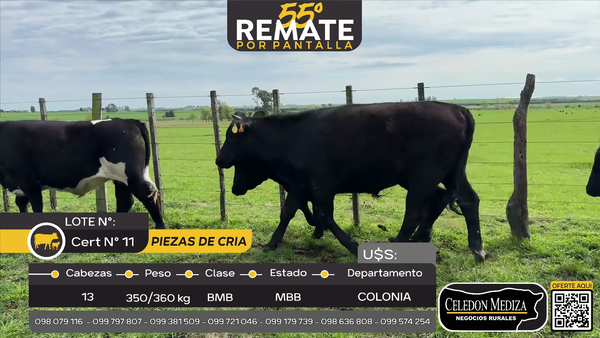 Lote 13 Novillos  A 10 km de Agraciada y a 25 km de Nueva Palmira, Colonia