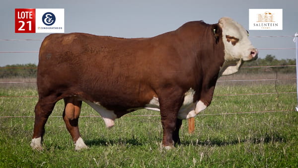 Lote LOTE 21 - TOROS BRAFORD NO. 46