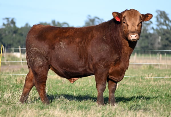 Lote TOROS PUROS CONTROLADOS