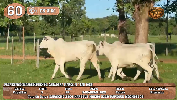 Lote LOTE 60 -EN VIVO