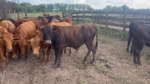 Lote 83 Terneros/as en Juan José Castelli, Chaco