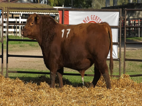Lote TOROS ANGUS COLORADOS PC