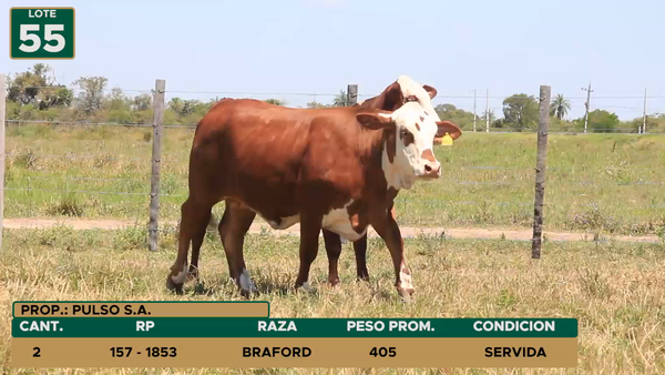 Lote HEMBRAS LOTE 55