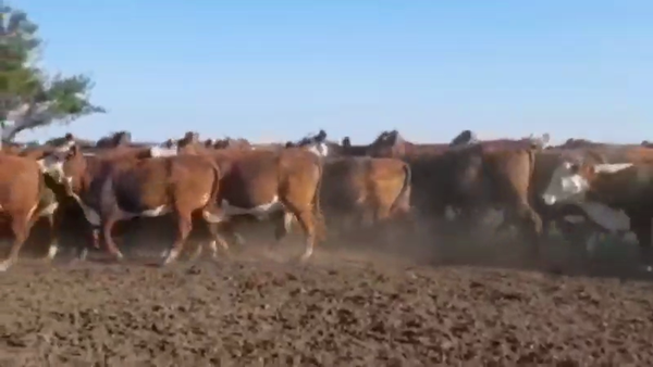 Lote 38 Vaquillonas preñadas en Entre Ríos, Nogoyá