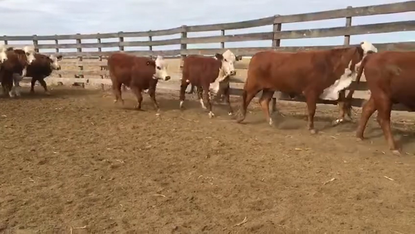 Lote 30 Vaquillonas preñadas Braford en Nuevo Torino, Santa Fe