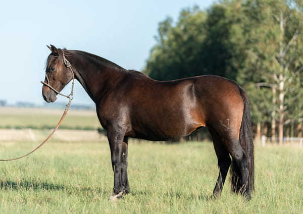Lote Averías La Tota