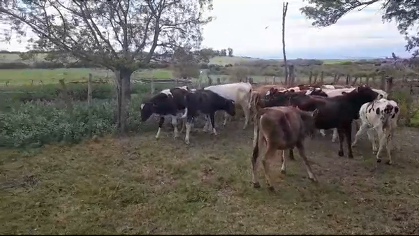 Lote (Vendido)16 Terneros 7 JERSEY - 9 HOLANDO 160kg -  en AGRACIADA