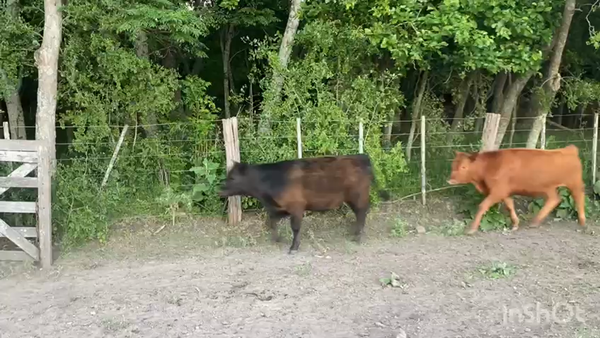 Lote 17 Terneros en Brandsen, Buenos Aires