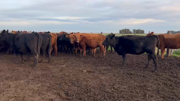 Lote 143 Vacas de invernar