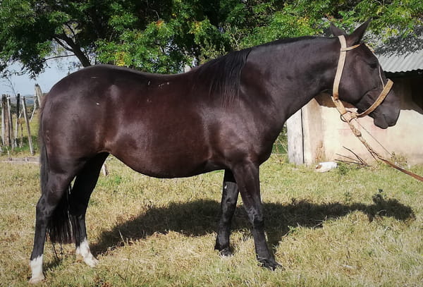 Lote 135 - Bolita de Los Robles