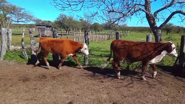 Lote 55 Terneros