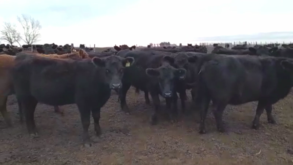 Lote 30 VAQ. PREÑADAS, TRENQUE LAUQUEN, BS. AS.