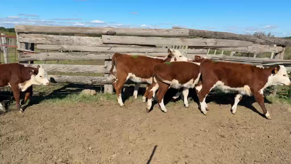 Lote TERNERAS