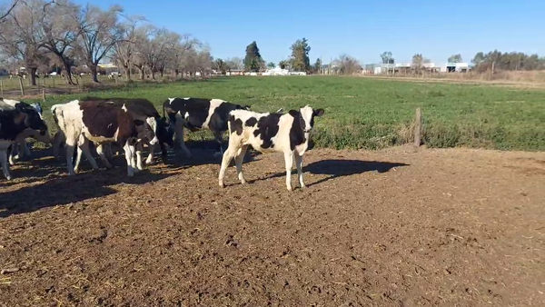 Lote 50 Terneros Holando Argentino en Esperanza, Santa Fe