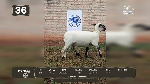 Lote LOTE 36 - CAMPO