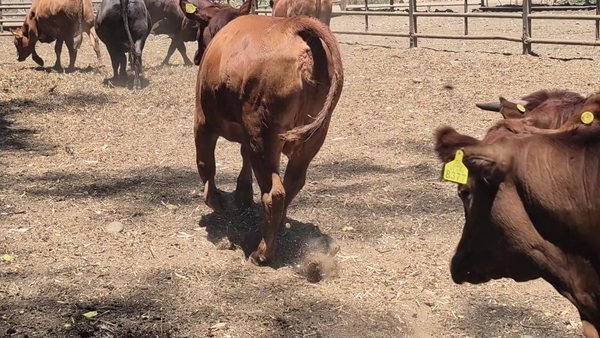 Lote 50 Vaquilla Gorda en Pelarco, VII  Región Maule