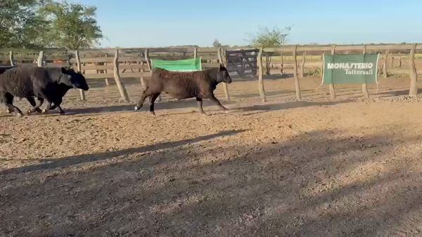 Lote 92 Novillitos en Entre Ríos, Villaguay
