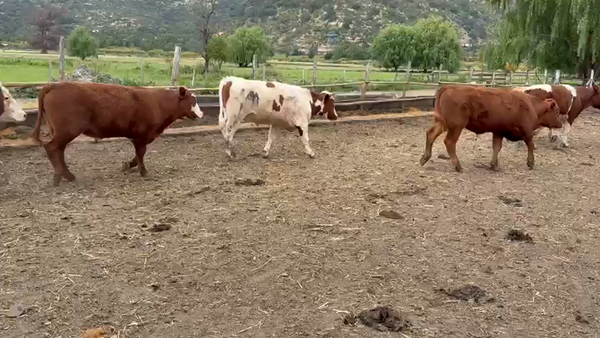 Lote 60 Novillo Engorda en Paine, Región Metropolitana