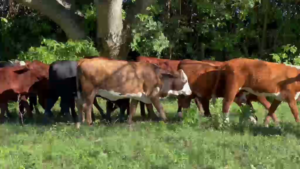 Lote 120 Terneros/as