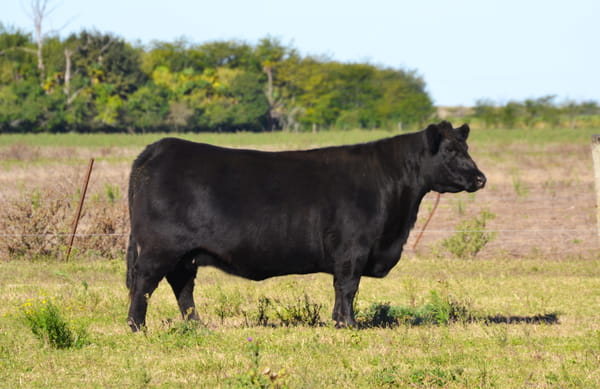 Lote EMBRIONES G794 Trilladora con Gardel