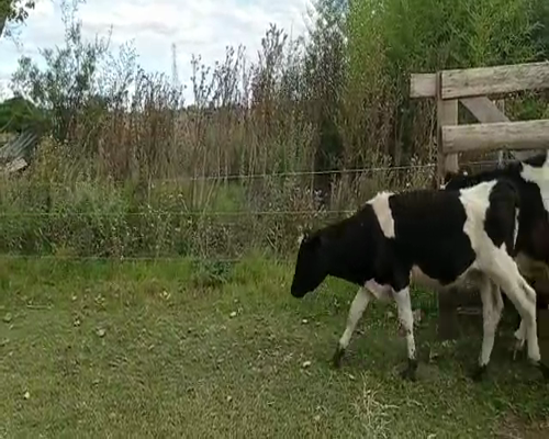 Lote 48 Terneros HOLANDO Y CRUZAS 180kg - , San José