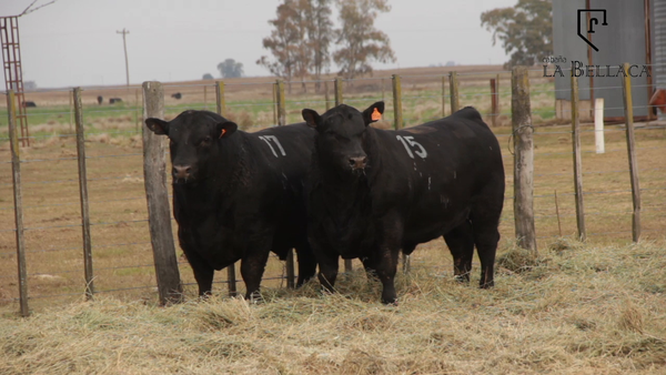 Lote TOROS PUROS CONTROLADOS