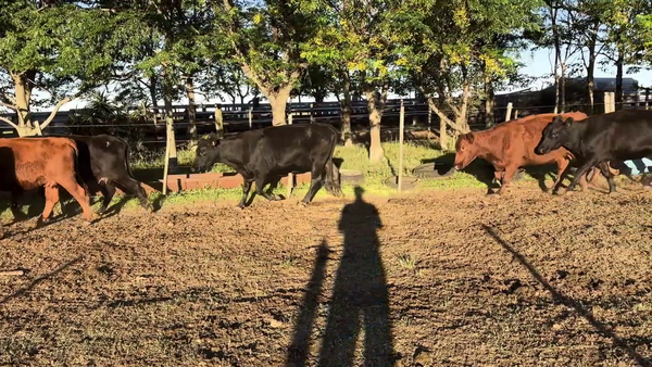 Lote VACAS PREÑADAS