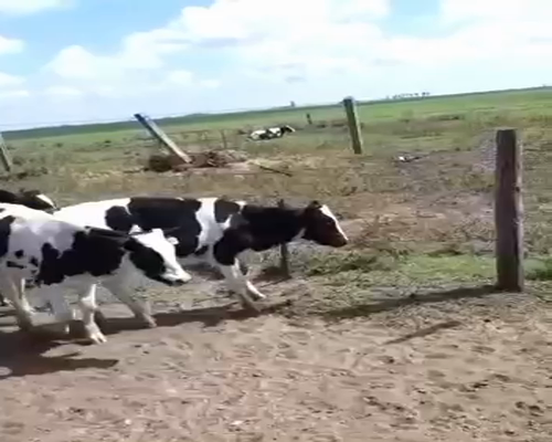 Lote 14 Terneros en Canals, Córdoba