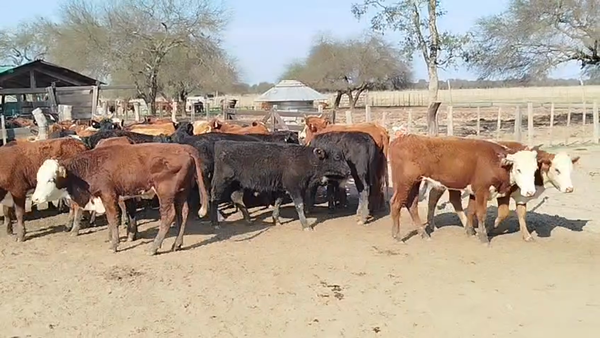Lote 75 Novillitos y vaquillonas
