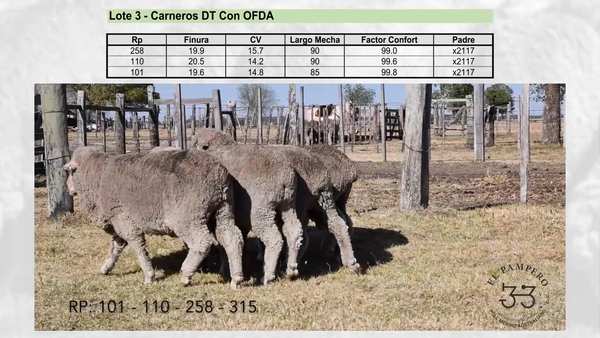 Lote Lote 3 - EL PAMPERO