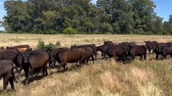 Lote 85 Vaquillonas de invernada