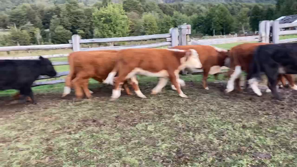 Lote 24 Novillo Engorda en Coyhaique, XI Región Aysén