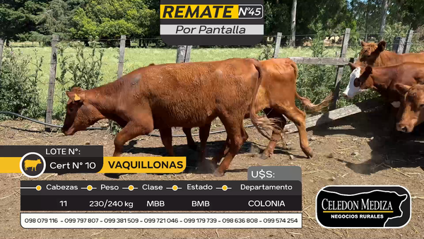 Lote 11 Vaquillonas  en Otra Localidad, Colonia