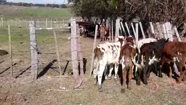 Lote TERNEROS