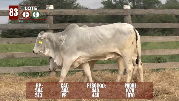 Lote LOTE 83