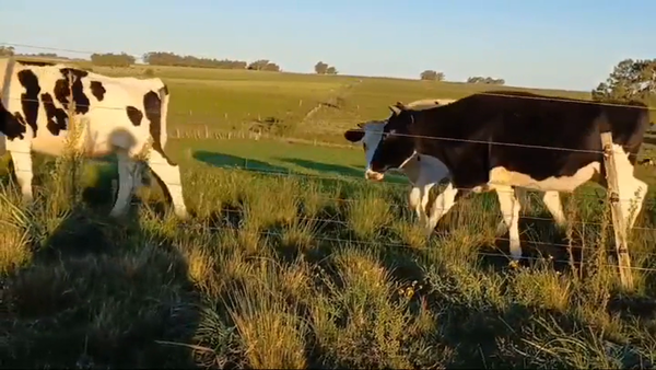 Lote 6 Novillos Holando HOLANDO 300kg -  en PIEDRAS CHATAS