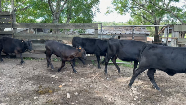 Lote TERNEROS Y TERNERAS