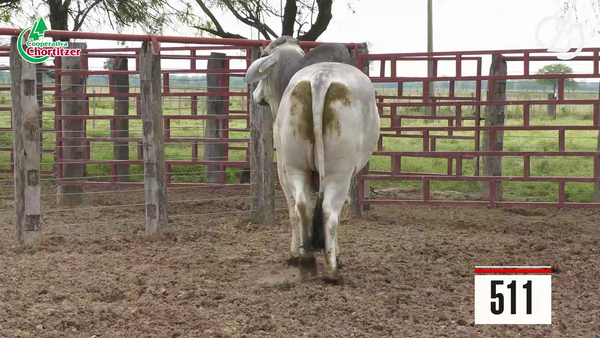 Lote Brahman