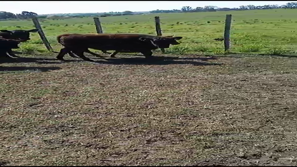 Lote 41 Terneros