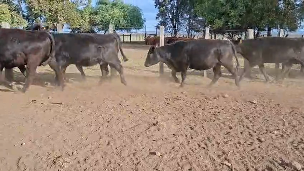 Lote VAQUILLONAS PREÑADAS